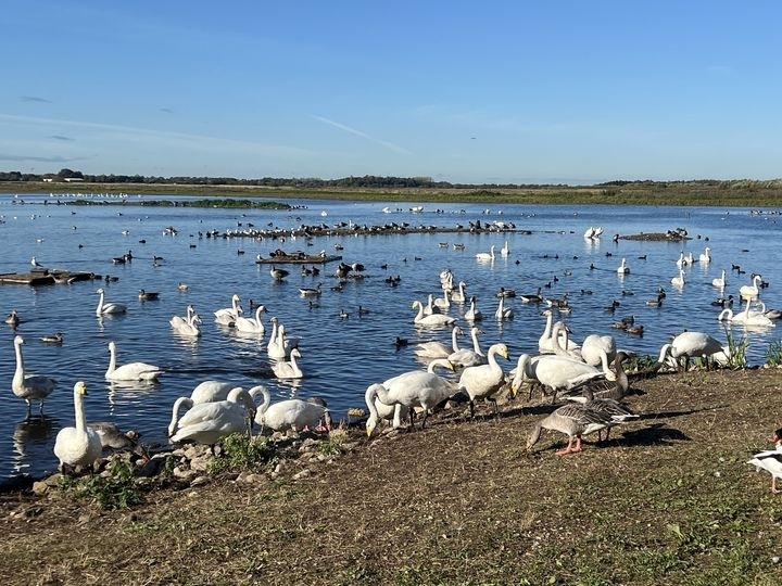 Local Schools Invited to Experience Winter Wildlife at WWT Martin Mere with Exclusive Coach Package